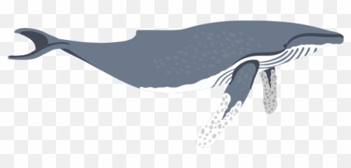Swim With Whales In Hervey Bay - Humpback Whale Png,Humpback Whale Png
