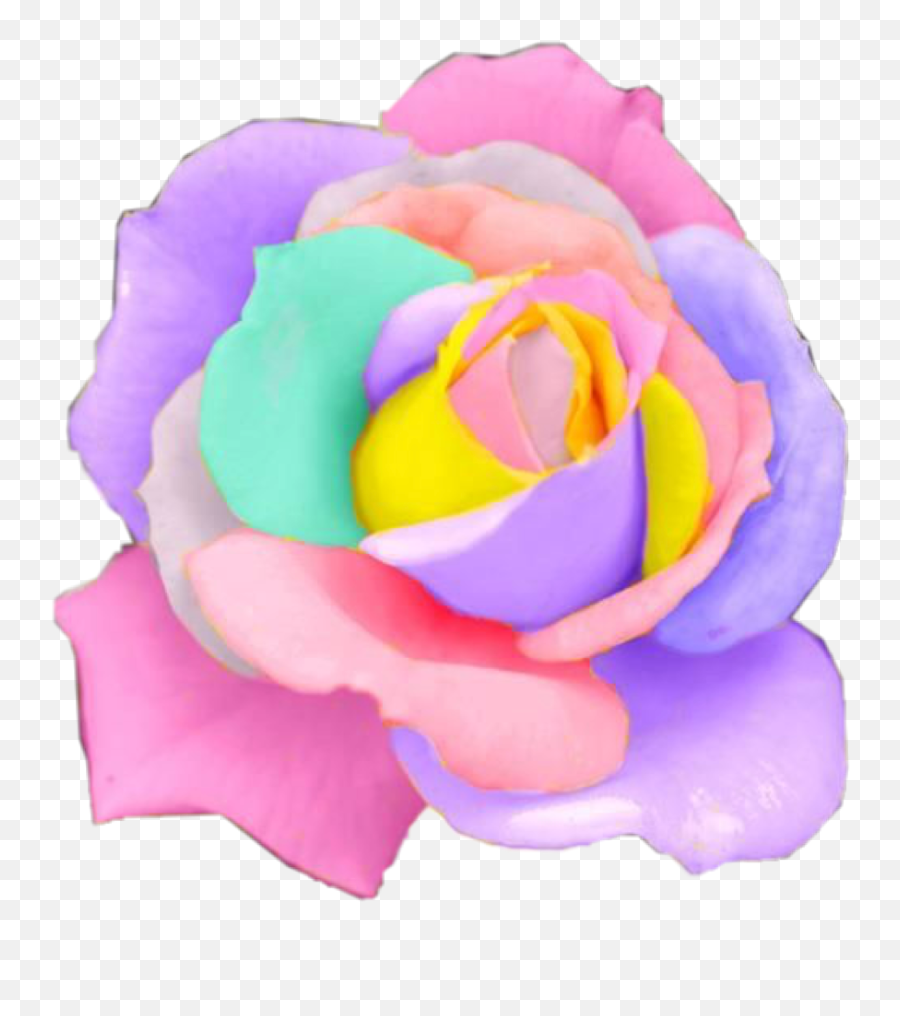 Download Hd Rose Rainbow Flower Flowers - Transparent Png File Rainbow Pastel Background Png,Pastel Flowers Png