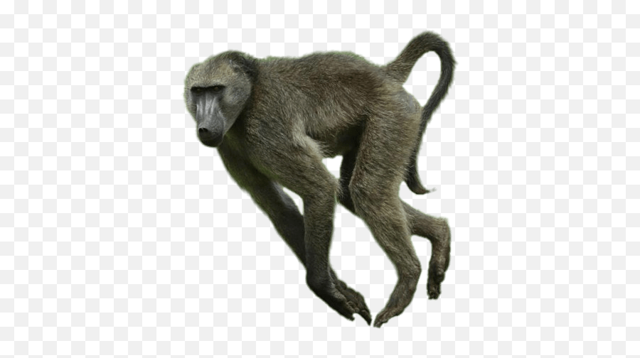 Running Baboon Png - Photo 13 Free Png Download Image Baboon Png,Running Png