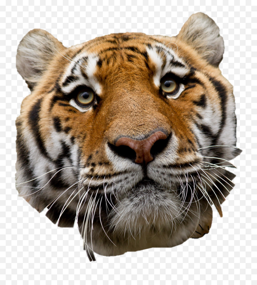 International Tiger Day - Siberian Tiger Png,Tiger Head Png