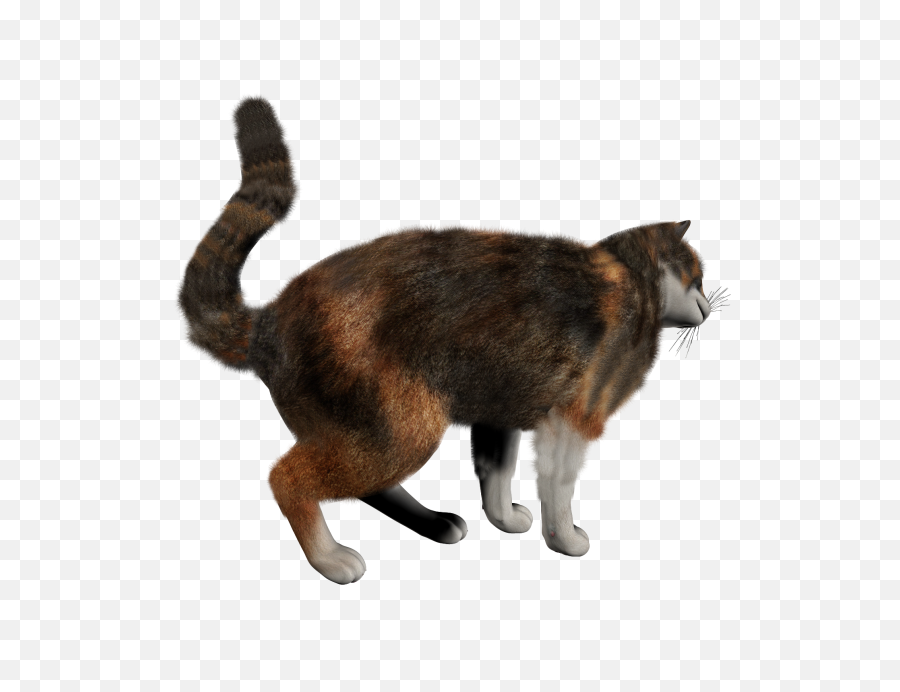 Cat Png Transparent Image For Free Download 21
