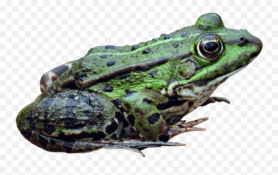 Frog Png - Bullfrog Png,Frog Transparent Background