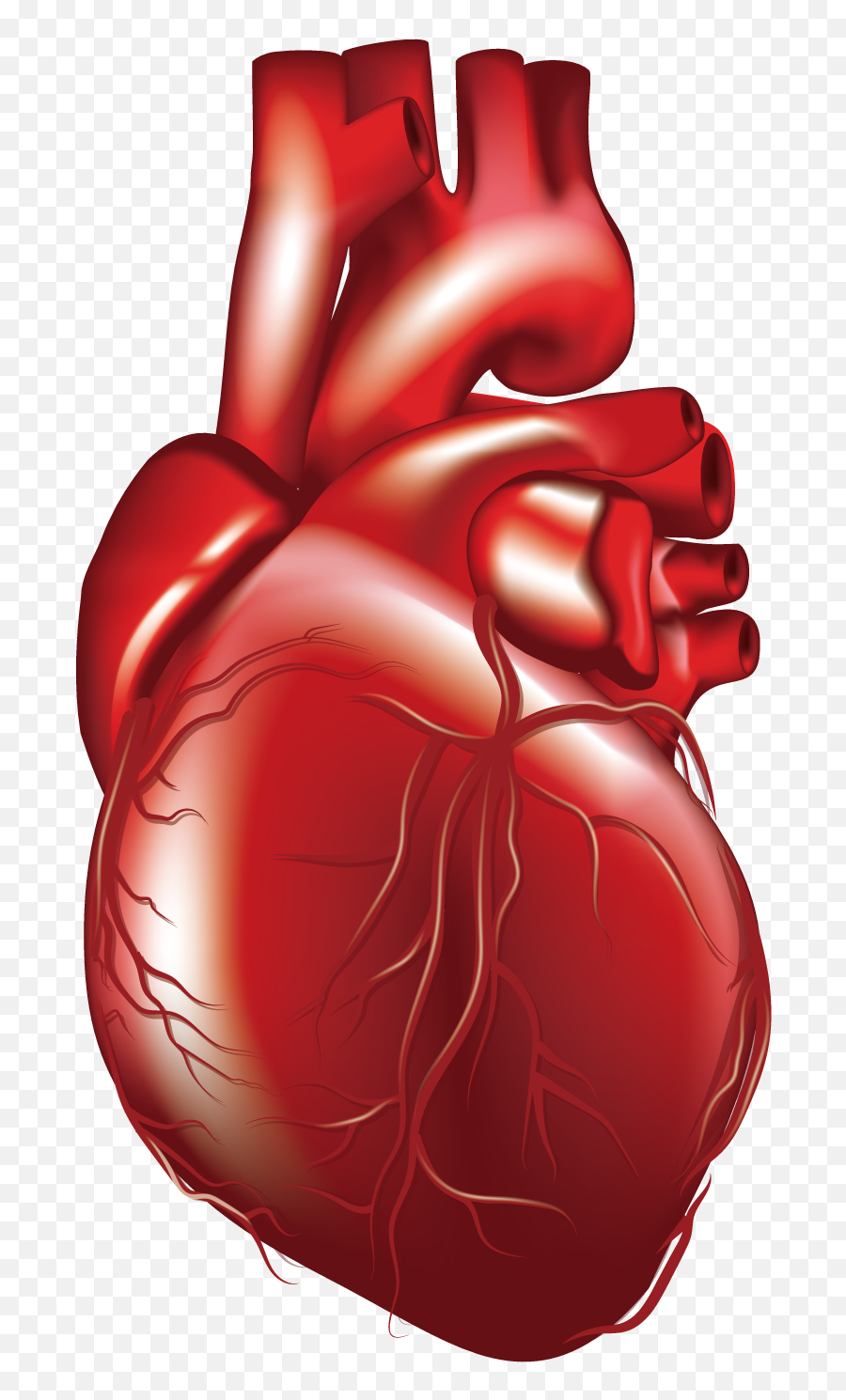 Collection Of Free 3d Vector Human Down 740392 - Png Animated Real Heart Png,3d Heart Png