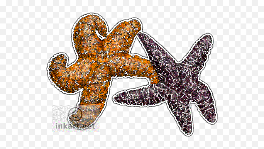 Ochre Sea Star Drawing Png Image - Ochre Sea Star Png,Sea Star Png