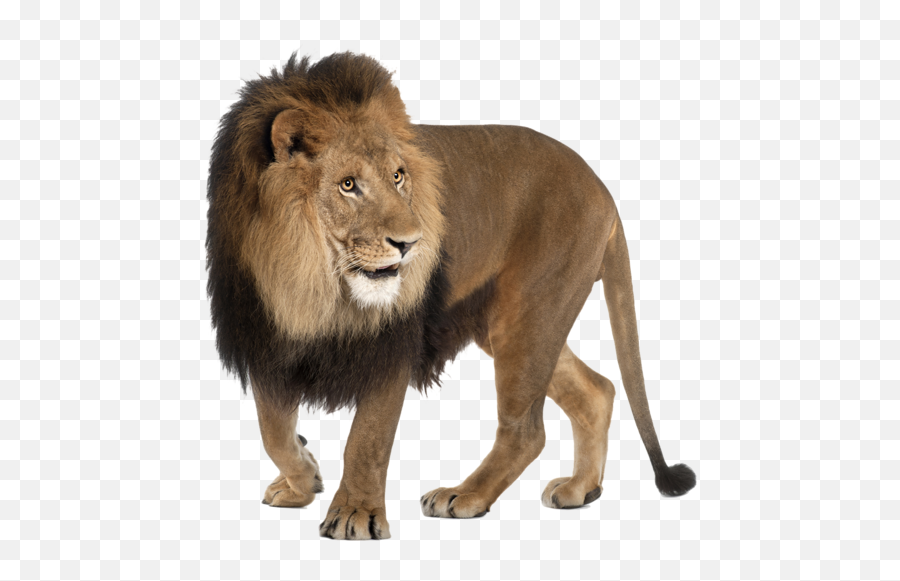Animal Lion Png 42298 - Free Icons And Png Backgrounds Lion Images Hd Png,Lion Png