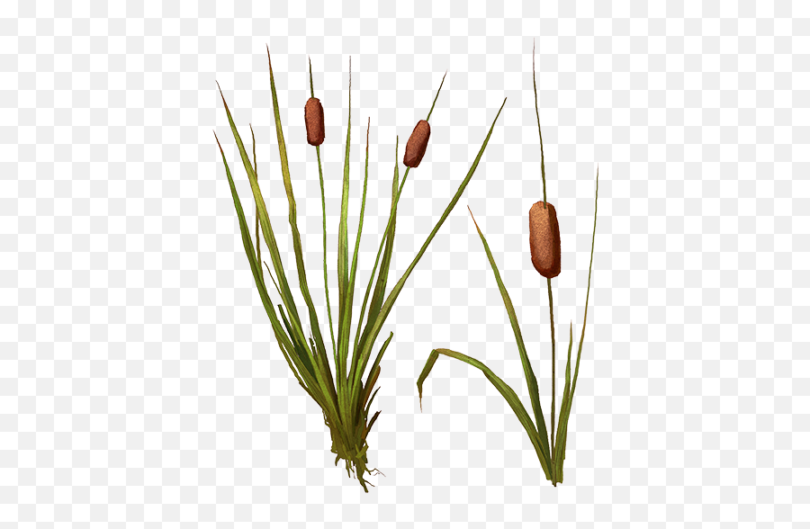 Cat Tail Plant Png - Bulbrush Png,Cat Tail Png
