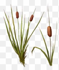 Cat Tail Plant Png - Bulbrush