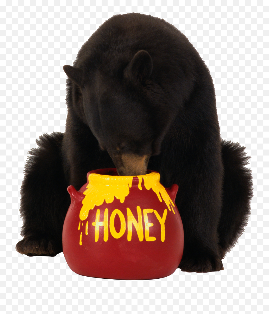 Bear Png Icon - Bear Eat Honey Png,Brown Bear Png