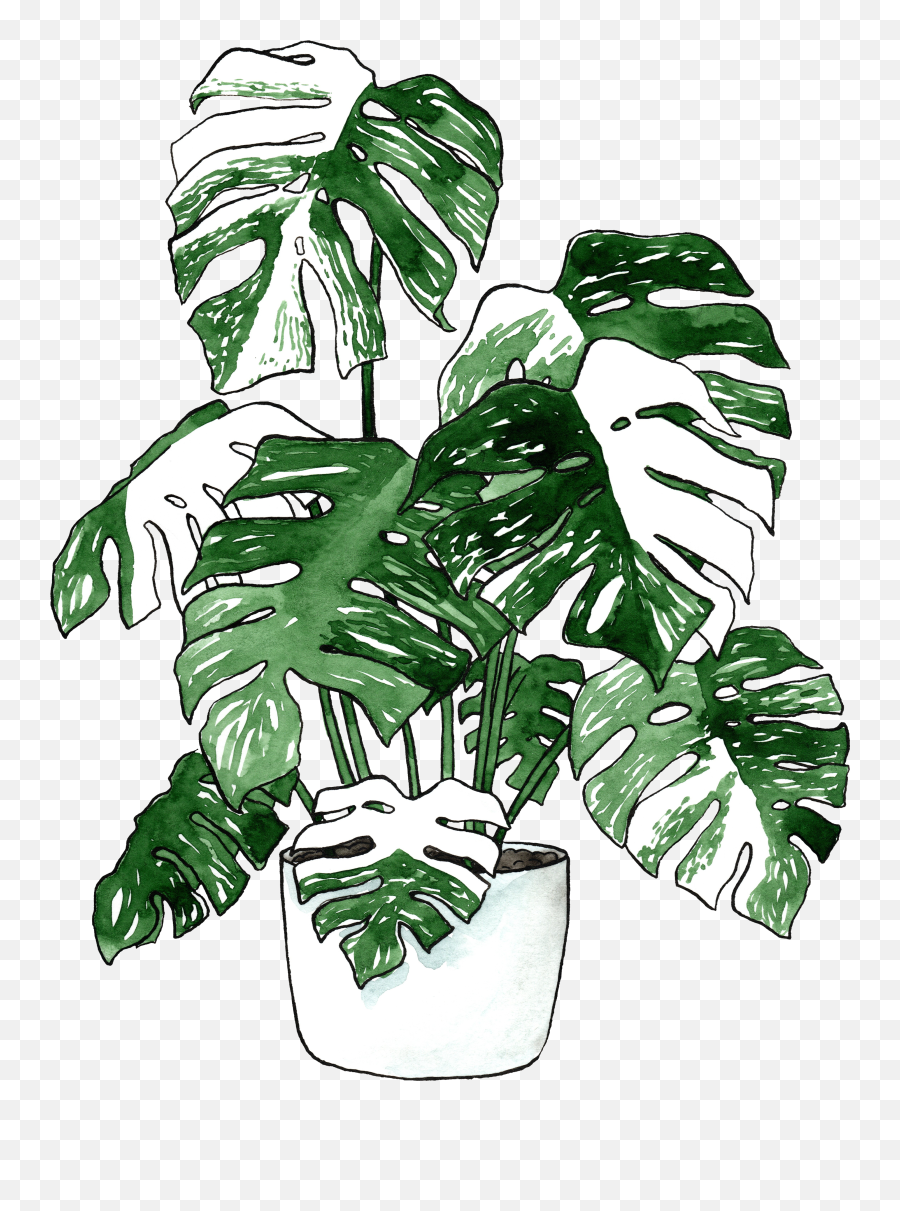 Variegate Monstera Deliciosa Png Leaf