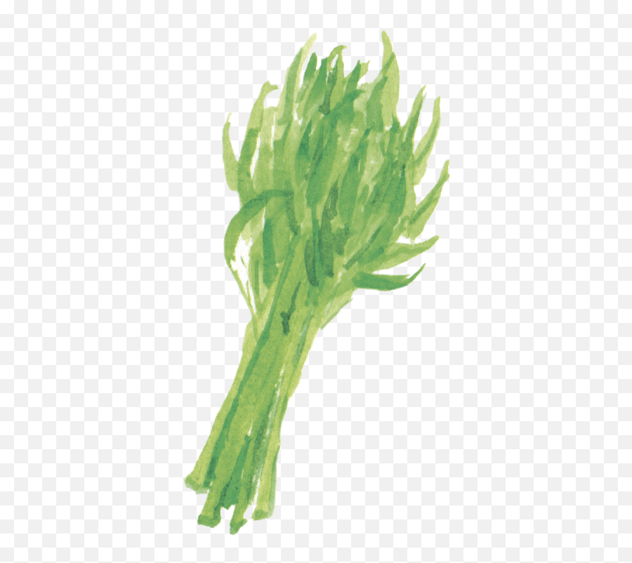 Water Spinach - Lasagne Png,Spinach Png
