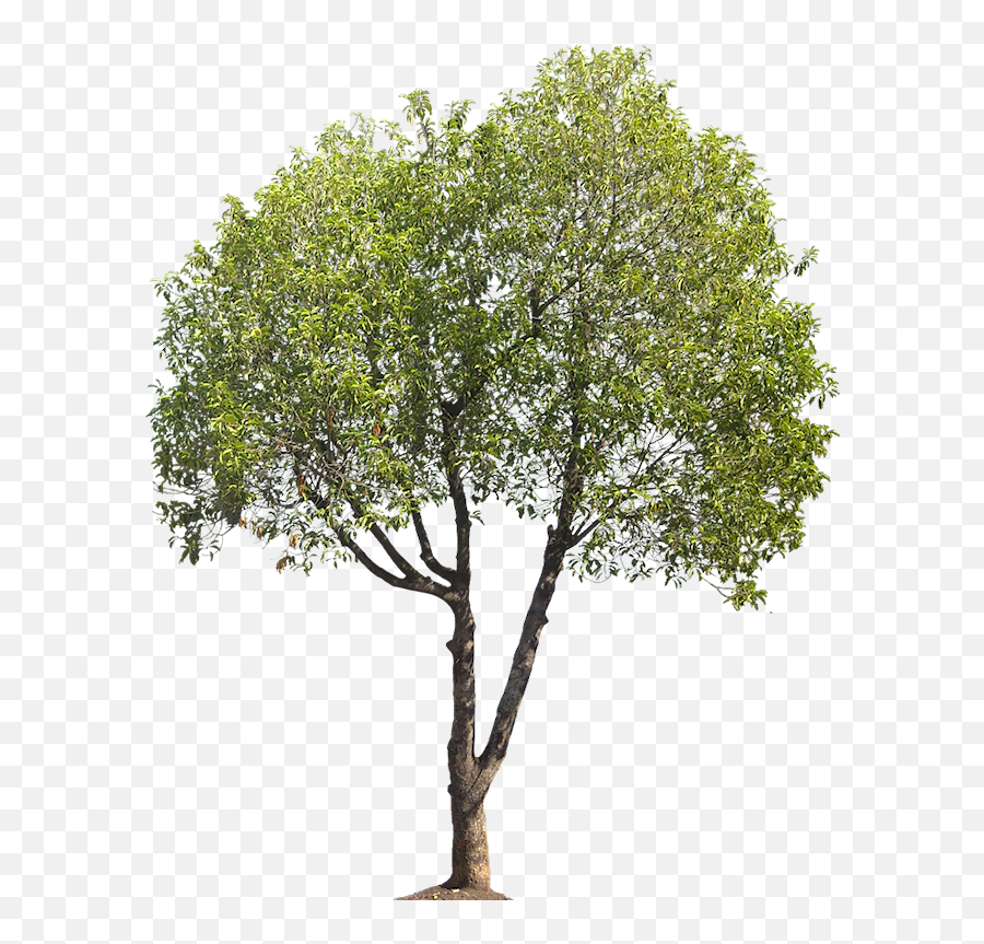 Mimusops Elengi - Tree Png For Architect,Tree Cutout Png
