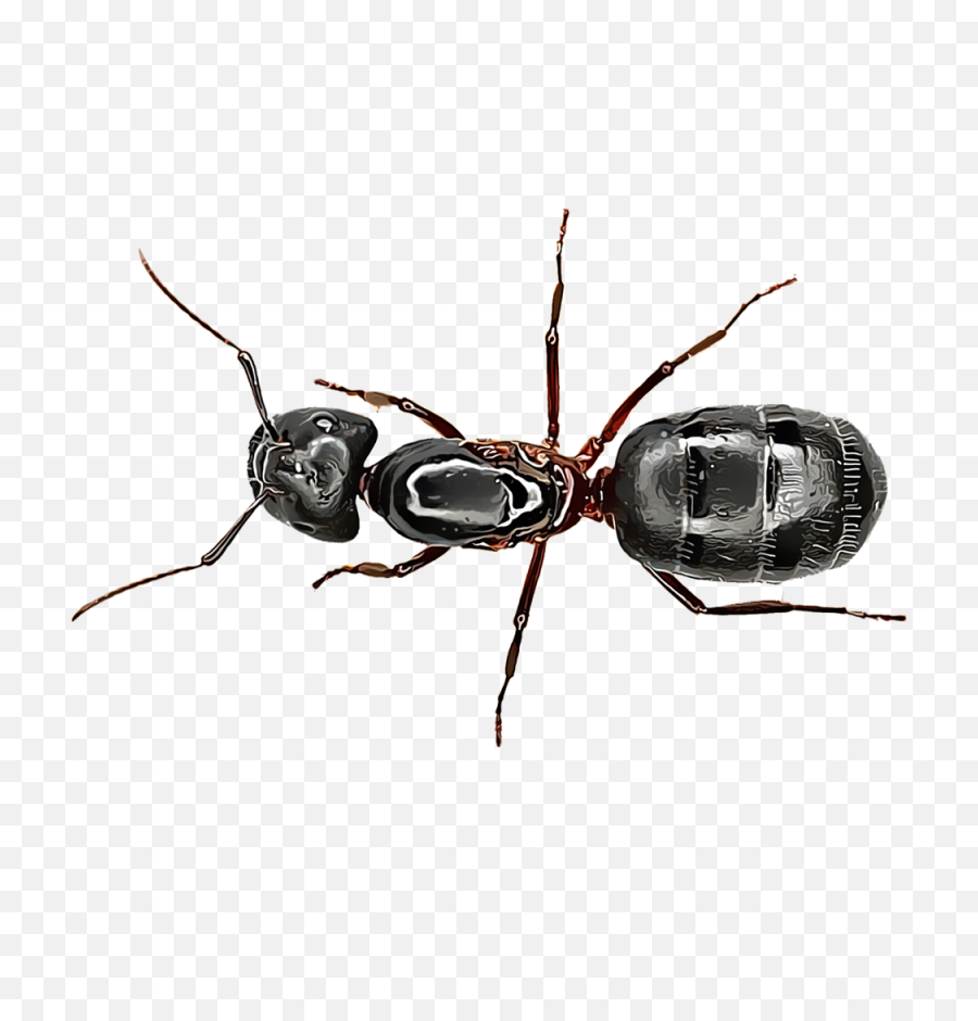 Download Carpenter Ants - Fourmi Noire Full Size Png Image Fourmi Noir,Ants Png