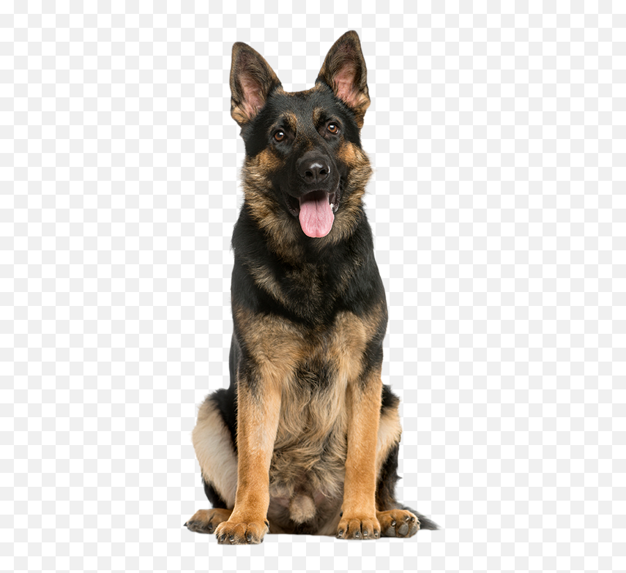 German Shepherd Transparent Png Image - Real Dog Transparent Background,German Shepherd Png