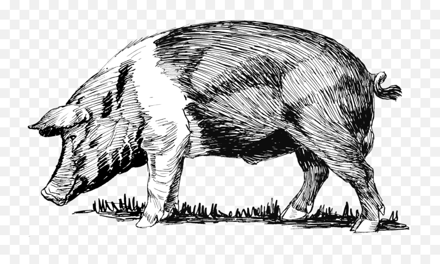 Hog - Pig Sketch Png,Hog Png