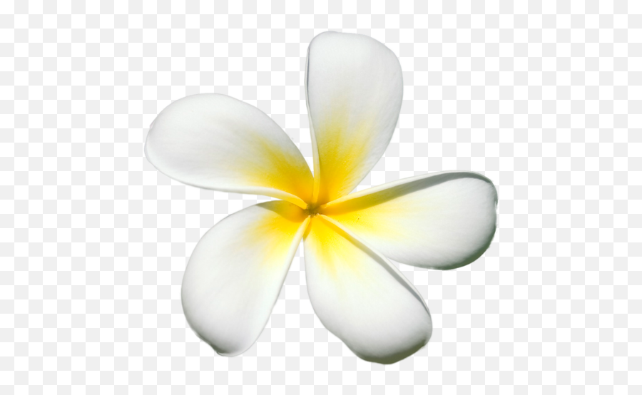 Plumeria Flower Png Picture