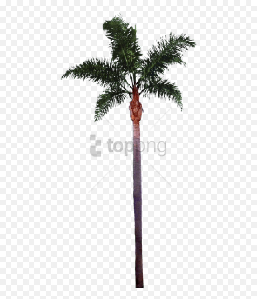 Download Hd Free Png Palm Tree Trunk - Date Palm Photoshop,Palm Tree Png Transparent