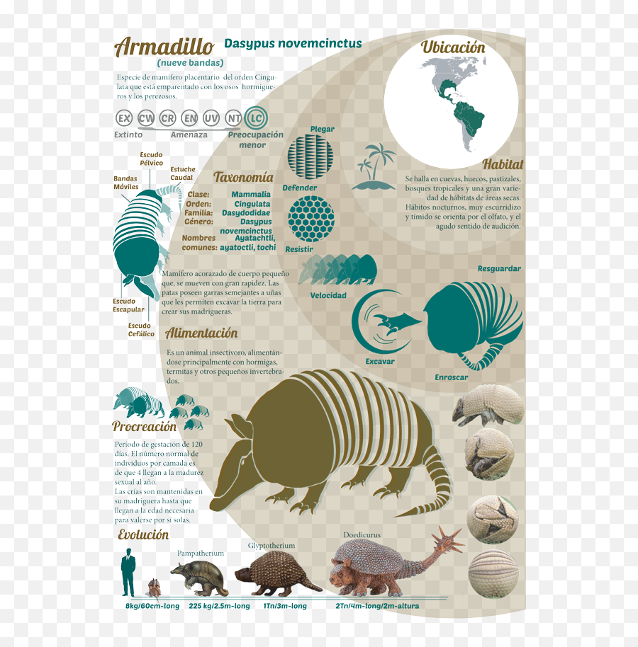 Sobre El Armadillo Infographic - Armadillo Png,Armadillo Png