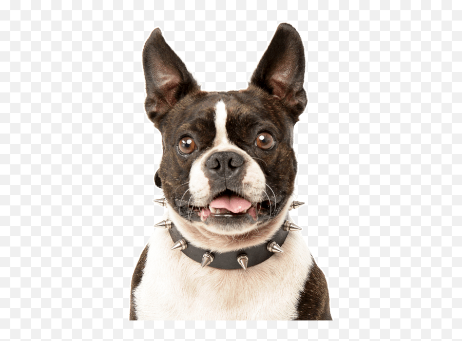 Boston Terrier Puppies For Sale - Transparent Boston Terrier Png,Boston Terrier Png