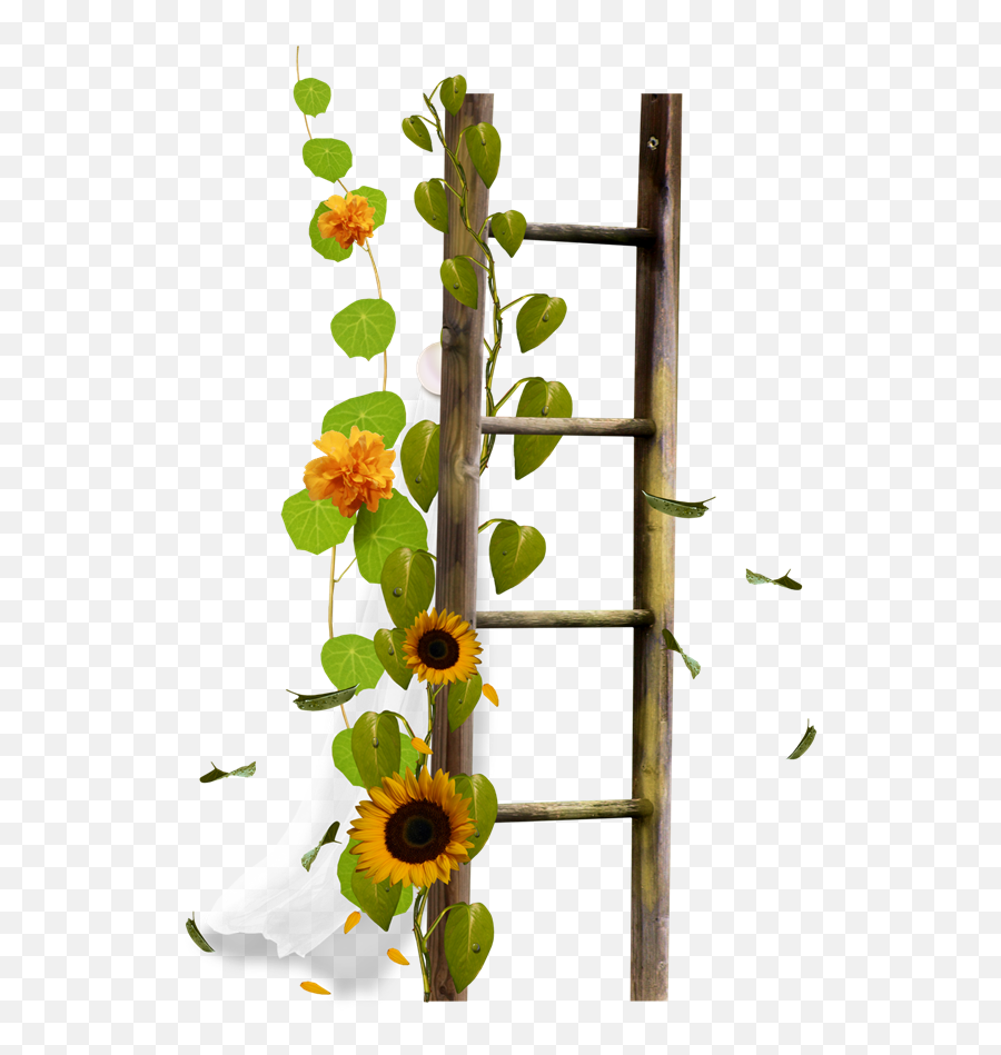 Download Flower Stairs Ladder Drawing Border Sticker Hq Png - Ladder,Transparent Flower Drawing