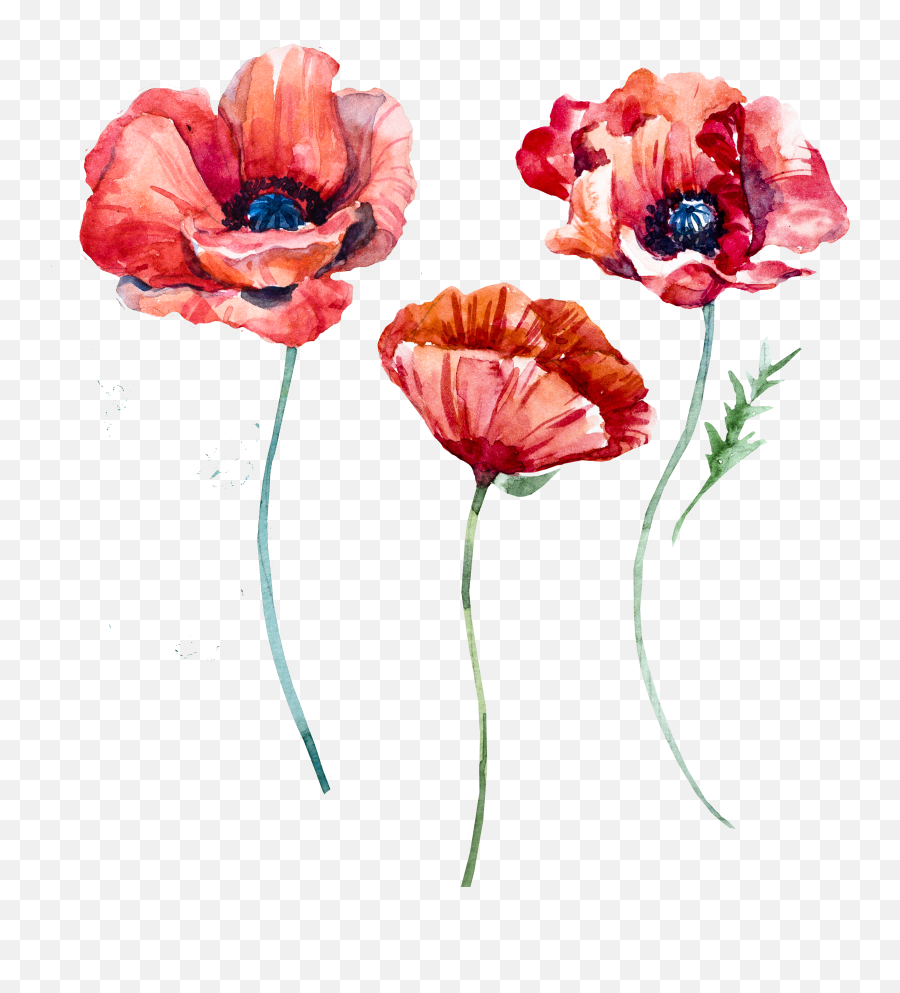 Watercolor Poppy - Watercolor Poppy Flower Png,Poppies Png