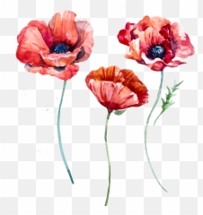 Watercolor Poppy - Watercolor Poppy Flower Png,Poppies Png