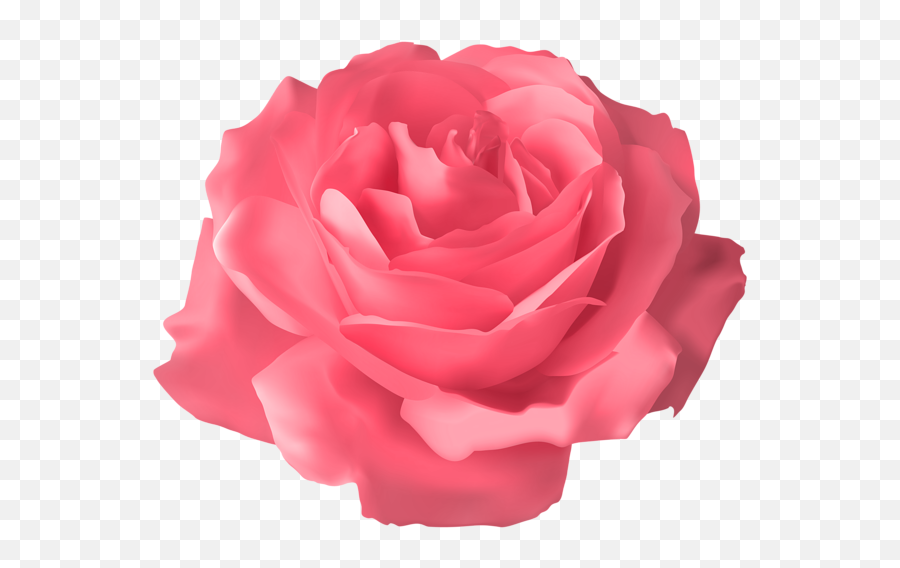 Rose Png Flower Images Free Download - Blue Rose Transparent Flower Png,Real Rose Png