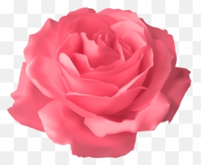 Rose Png Flower Images Free Download - Blue Rose Transparent Flower Png,Real Rose Png