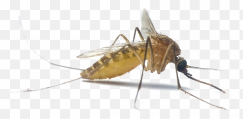 Png Image Transparent Background - Insects In Transparent Background,Mosquito Transparent