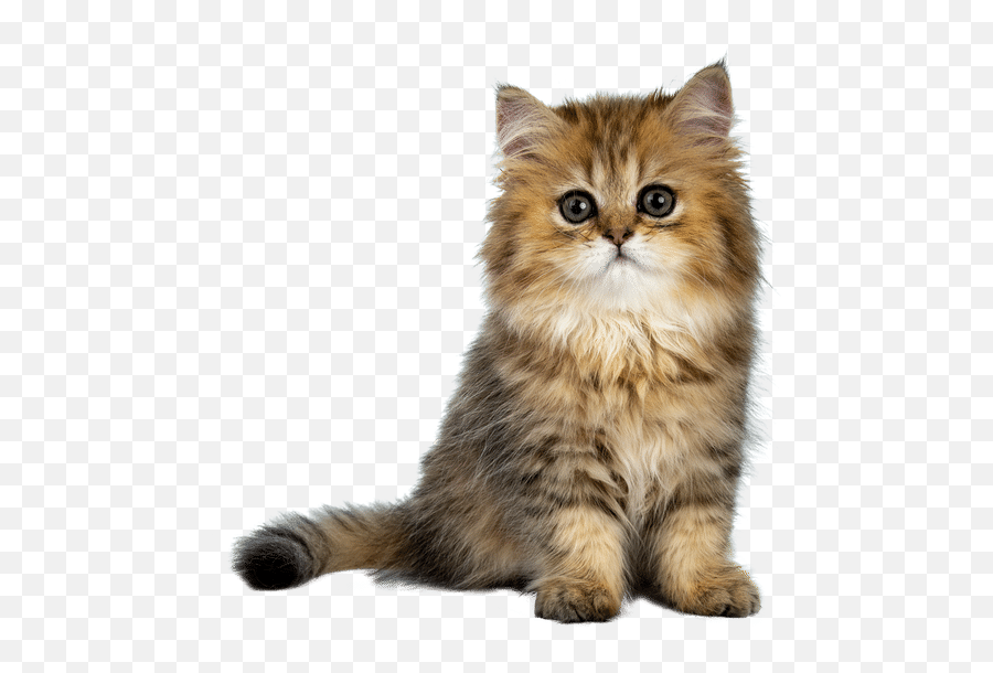 Cute Cat - Photos By Canva Domestic Cat Png,Kitten Transparent Background