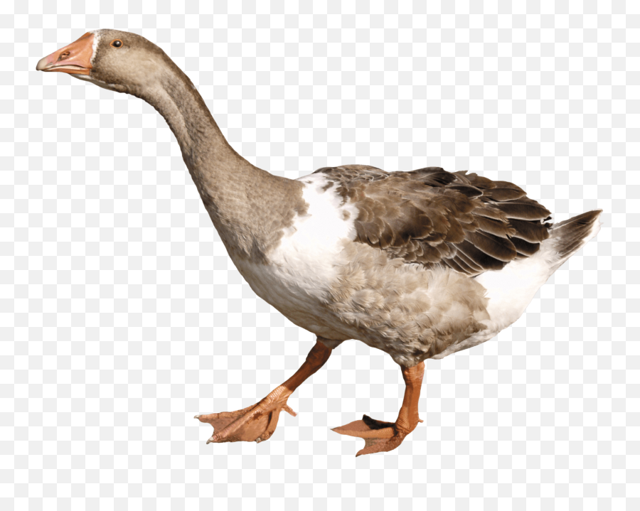 Download Free Png Duck Image - Goose Png,Duck Png