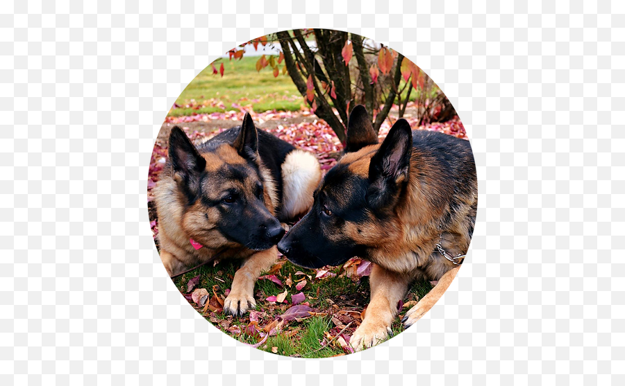 Testimonials Dog Training - Old German Shepherd Dog Png,German Shepard Puppy Icon