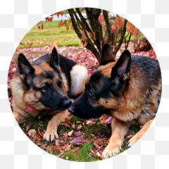 Testimonials Dog Training - Old German Shepherd png