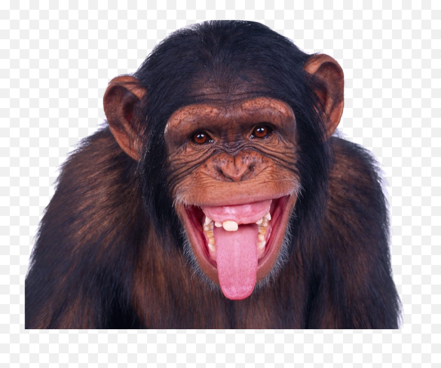 Download Monkey Png Image For Free - Funny Png,Monkey Png