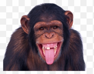 Download Monkey Png Image For Free - Funny Png,Monkey Png