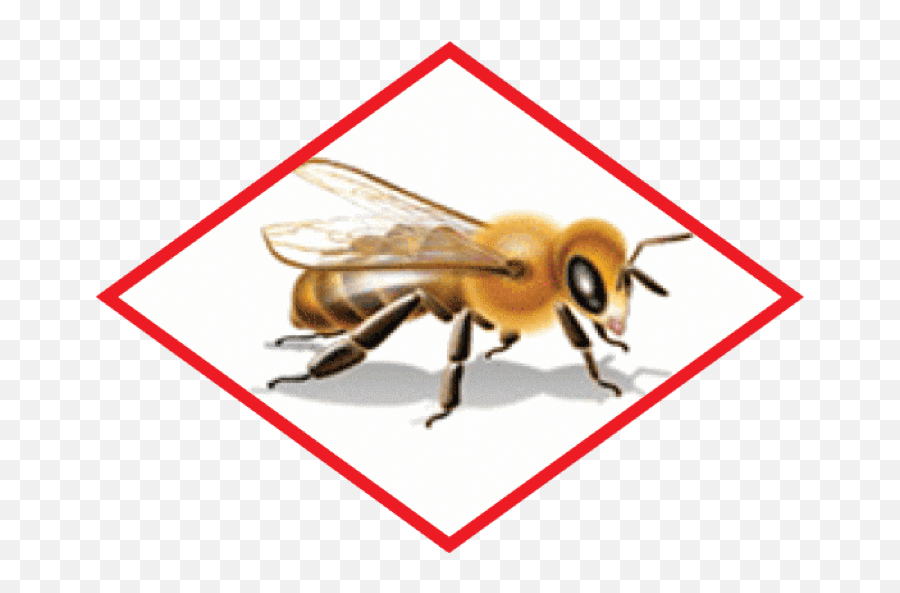 Pollinator Stewardship Learning Module Syngenta Us - Protection Of Pollinators Png,Honeybee Icon