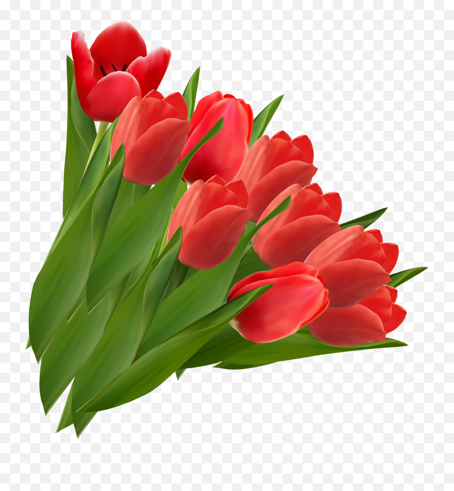 Download Tulip Png Image For Free - Red Tulips Clipart,Tulip Transparent