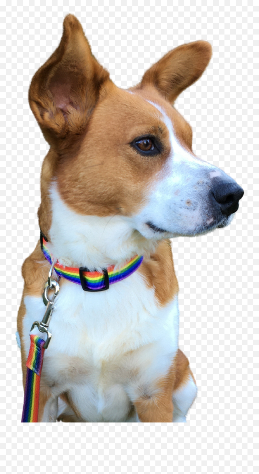 Adventure Dog - Martingale Png,Dog Buddy Icon