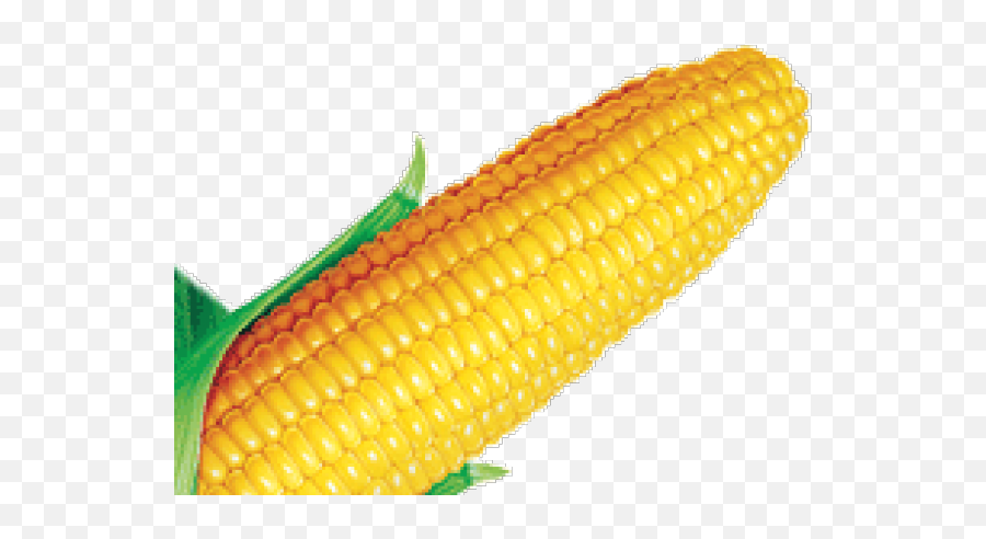 Corn Clipart Farmville - Maize Png,Corn Clipart Png