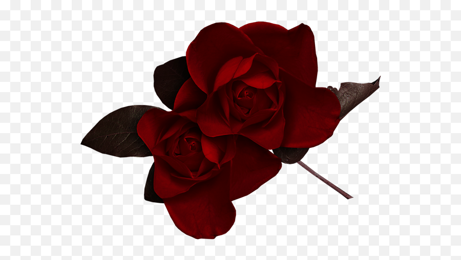 Dark Red Rose Clipart - Dark Red Flowers Png,Red Rose Png