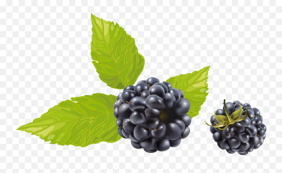 Blackberry Berry - Raspberry Fruit Vector Png,Berries Png