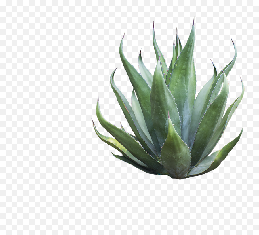 Agave Azul Transparent Png Image - Agave Png,Agave Png