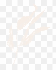Film And Foliage Travelling Flower Lady - Sketch Png,Foliage Png