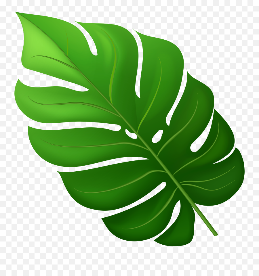 Free Tropical Leaf Cliparts Download Png Monstera