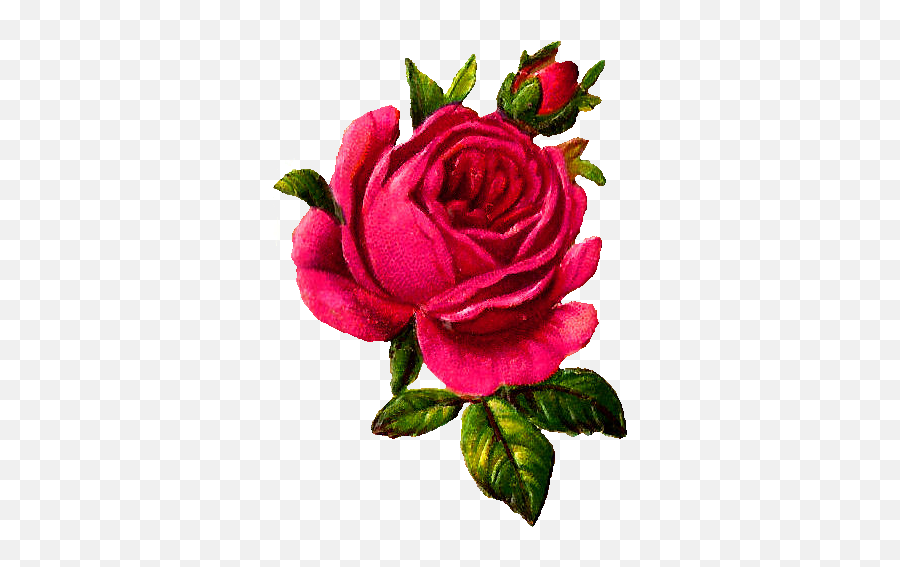 Pink Rose Download Flower Botanical Art - Rose Illustration Transparent Png,Pink Roses Png