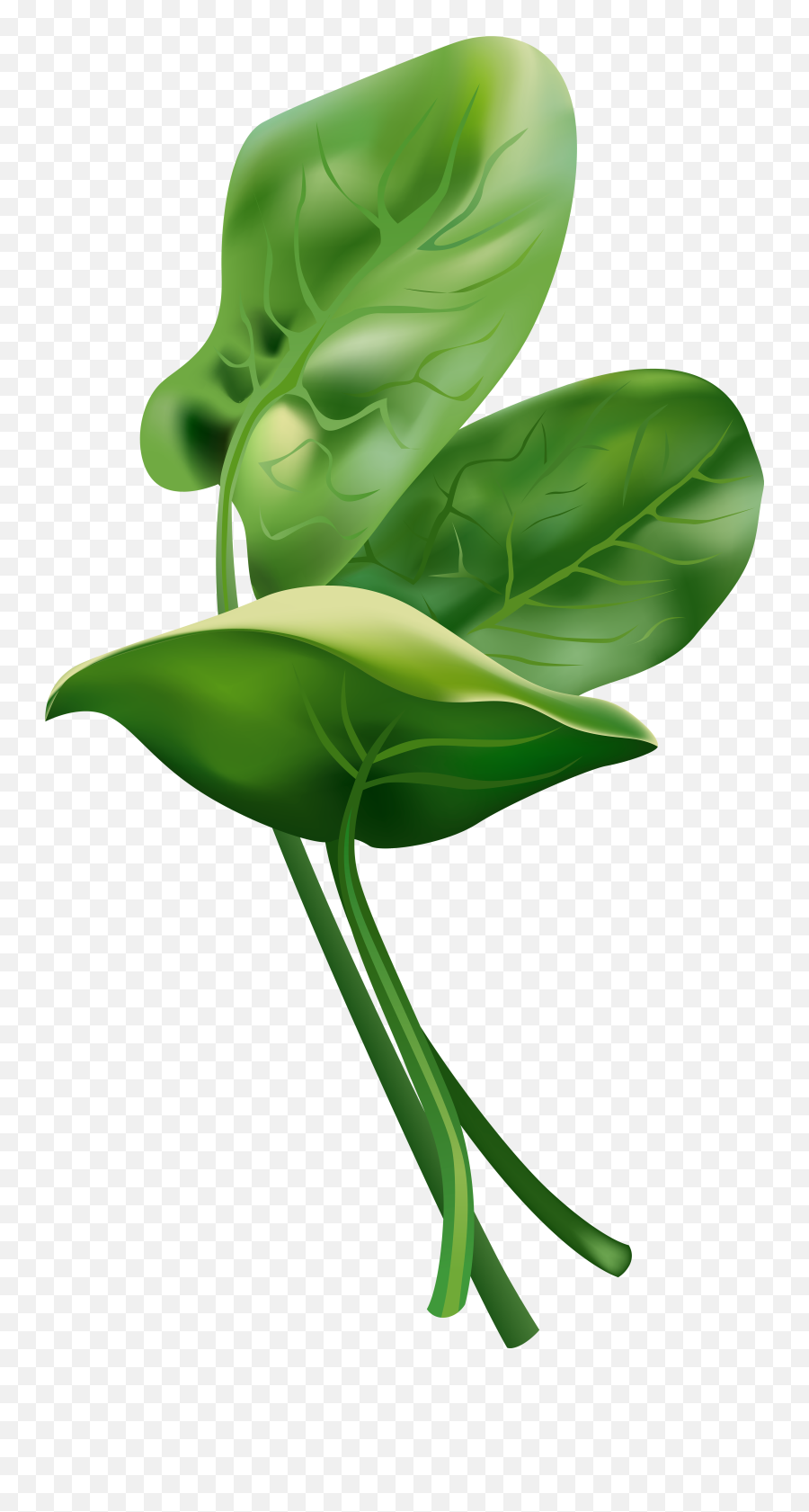 Spinach Free Clip Art Image Gallery - Gallery Yopriceville Vegitables Png,Spinach Png