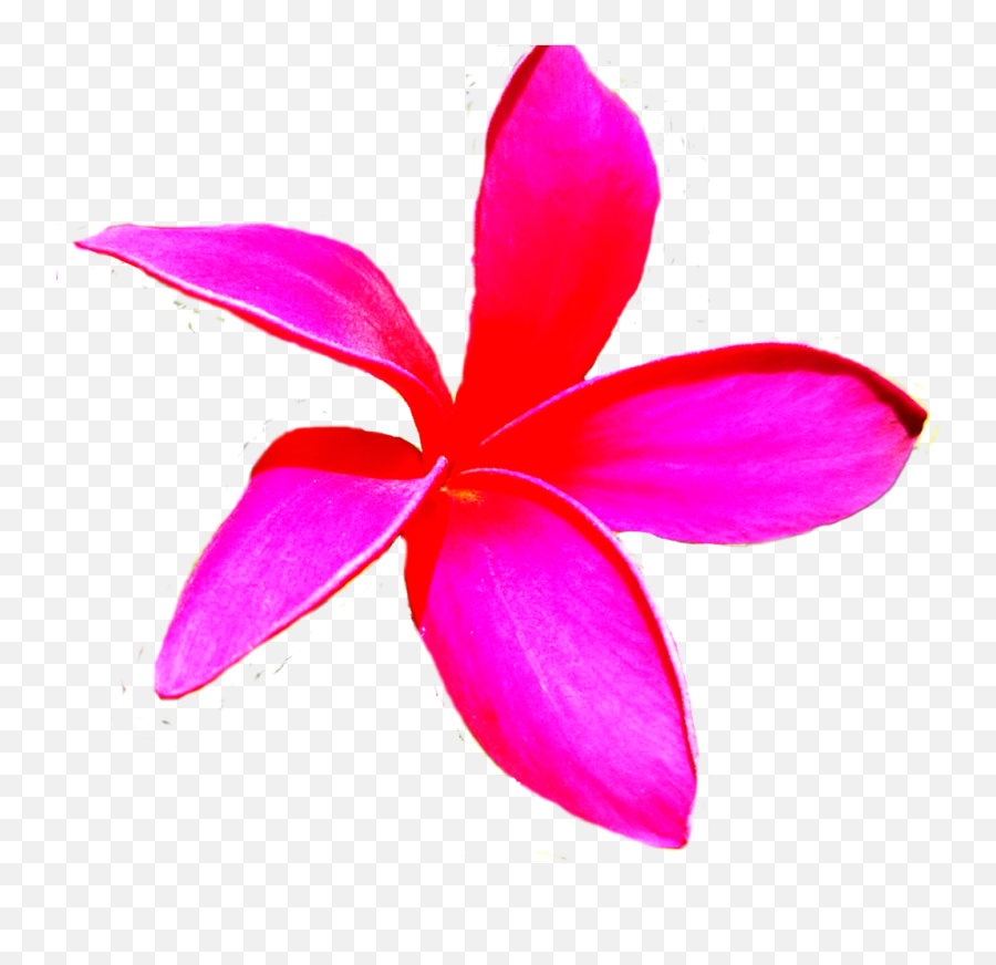 Hawaiian Plumeria Flower Photo Isolated - Flower Png,Plumeria Flower Png