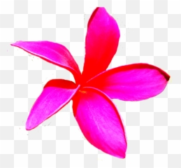 Hawaiian Plumeria Flower Photo Isolated - png