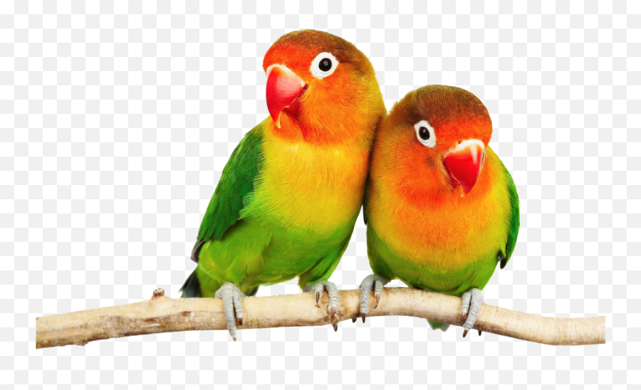 Parrot Png Transparent Images Free Download - Love Birds Png Hd,Parrot Transparent