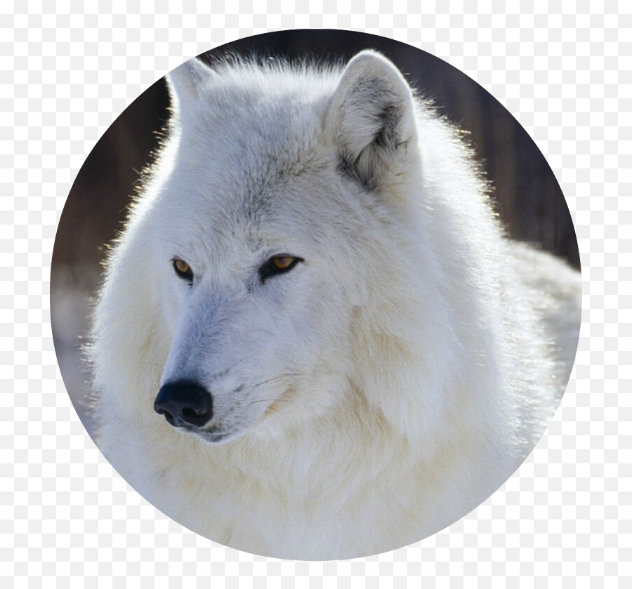 Download White - Wolf Snow White Wolf With Blue Eyes Full White Wolf Pic Download Png,Blue Eyes Png