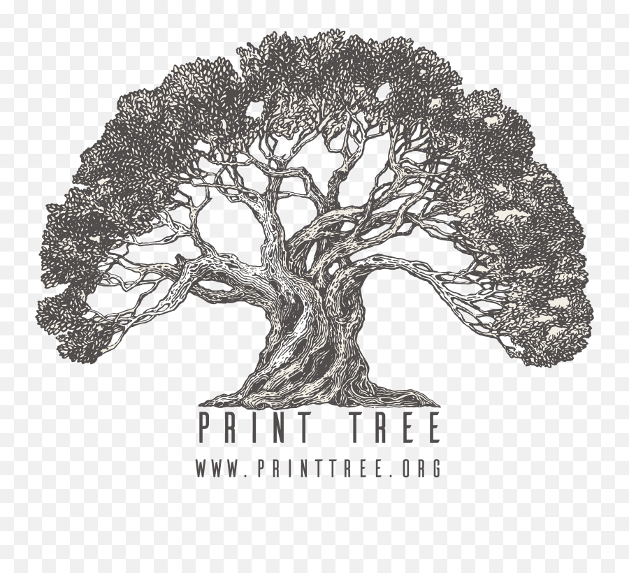 Home Printtree - Olive Tree Vector Free Png,Tree Logo Png